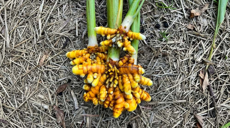 The Golden Root: Turmeric is the 2026 Herb of the Year